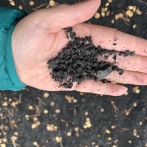 Festa dell'Albero - Maratea