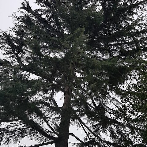 Festa dell'Albero - Porto Sant'Elpidio