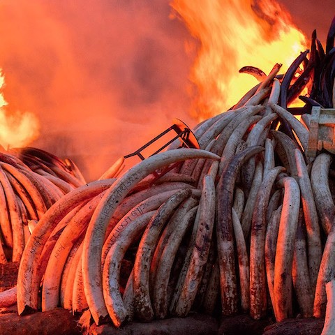 Proiezione "Antropocene - L'epoca umana"
