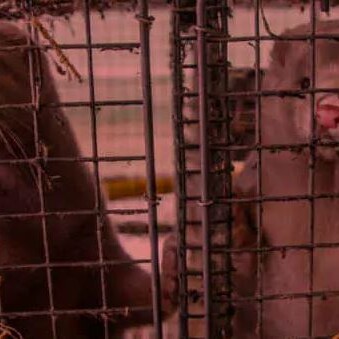 Allevamenti intensivi di visoni - Abruzzo